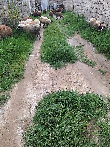 Qoyunlar, qoçlar: Qoyun sürüsü – 20+ baş - Cins: yerli qarışıq (ağ, qəhvəyi və tünd — 4