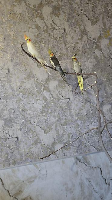 quş dami: Nimfa (Cockatiel) papaqları – müxtəlif rənglər Təsvir: - Şəkillərdə — 4