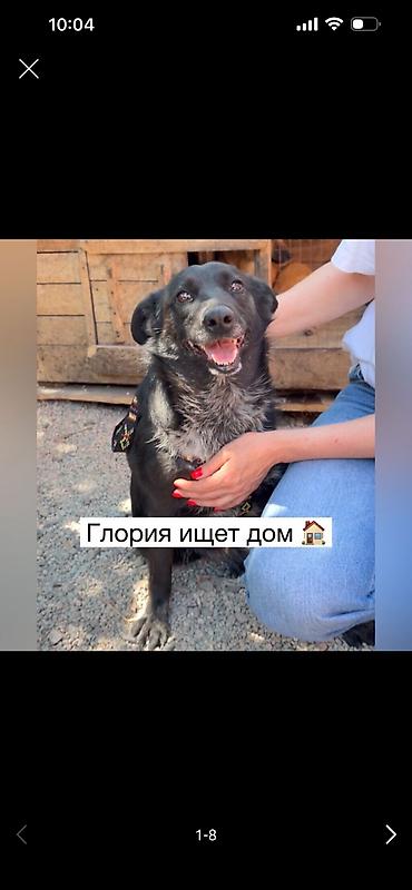 Иттер: Ит бекер берилет: Жөнөкөй ит, 5 жаш, Ургаачы, Эмделген — 1