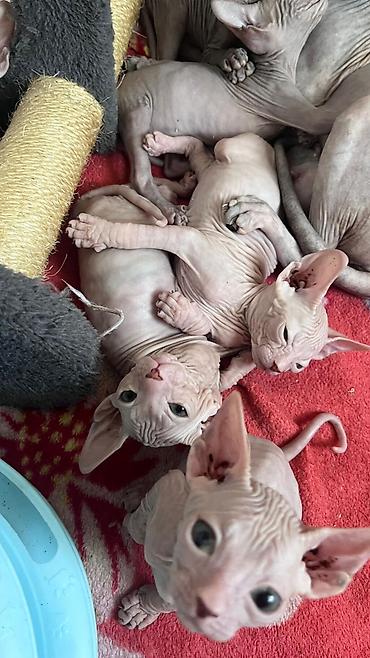 Продажа кошек: Продажа кошек — 5