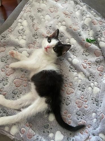 Pişiklər: Erkək, Yaxşı əllərə — 11