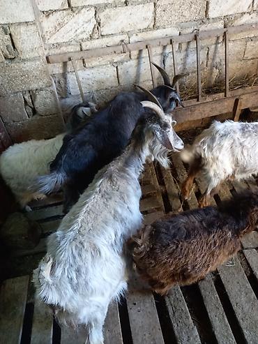bala keci: 3 ana keci 2 si ekiz balali 1 i tek bala ile 1 eded de cepisdi. Unvan — 5