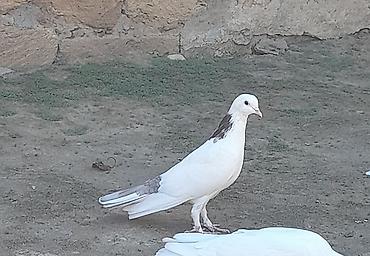 göyercin yuvasi: 2 side tutulmadi erkeydi 2 side — 4