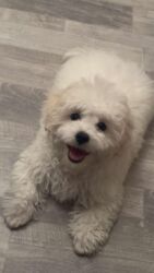 померанский шпиц цена в баку: Pudel, 3 ay, Dişi