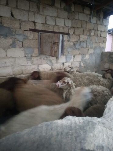 qurbanliq qoyun sekilleri: 6 qoyun,iki toğlu,bir qoç var,razılaşma yolu ile satilir ciddi fikri
