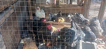 петухи брама: Продаю | Куры | Брама | Для разведения — 8