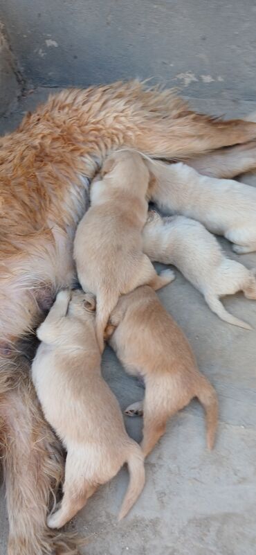 itlet: Retriever, 1 ay, Erkek, Peyvəndli, Ünvandan götürmə