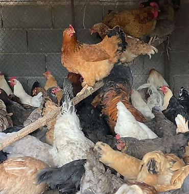 Птицы: Домашние куры — 1