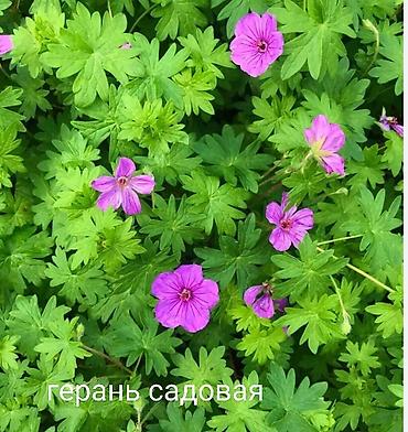 Другие виды семян и саженцев: Весна, самое время сажать. Продаю уличные и комнатные растения. Все — 21