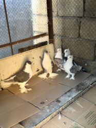 котята в баку бесплатно: Dekorativ goyercinler satilir