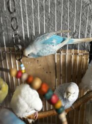 Tutuquşları: 8 ədəddir 4 dişi 4 erkək tək olan yoxdu hamısı cütdü — 8