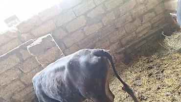 balaca dana: Saxlanmali mallardi ancaq cacap 0505314161 — 5