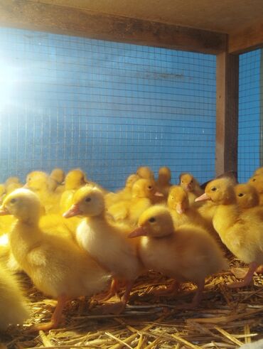 Cücələr: Ördək cücələri, Ətlik, Ünvandan götürmə, Rayonlara çatdırılma, Ödənişli çatdırılma -da lalafo.az — 6 Cücələr: Ördək cücələri, Ətlik, Ünvandan götürmə, Rayonlara çatdırılma, Ödənişli çatdırılma — 6