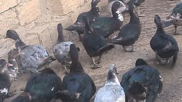 fermer təsərrufatı: Dişi, | Lal ördək, Damazlıq — 3