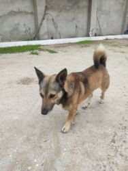 İtlər: Zvonok, 1 il, Erkek — 1