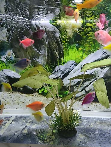 nemo baliq: Glofish, Sülhsevər — 1