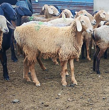 ласка бишкек: Сатам | Ургаачы кой (ургаачы), Козу | Арашан — 4