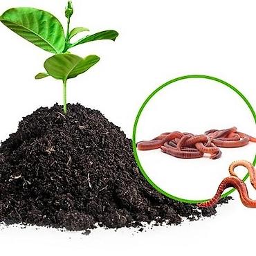 молочные продукты: Удобрение Гумус, Самовывоз, Платная доставка — 1