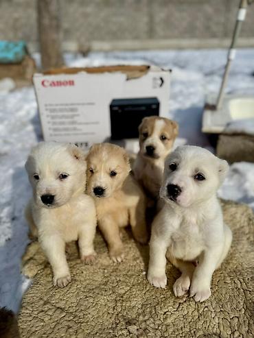 Продажа собак: Щенки Алабая (разные окрасы) - Возраст: около 4-5 недель на фото - — 11