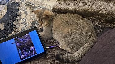 Кошки: Золотая шиншилла, В добрые руки — 2