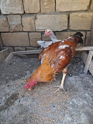 xoruz heyratı: Salam xoruz tek satilir sonu 60azn qani Turk Patel real alicilar — 7