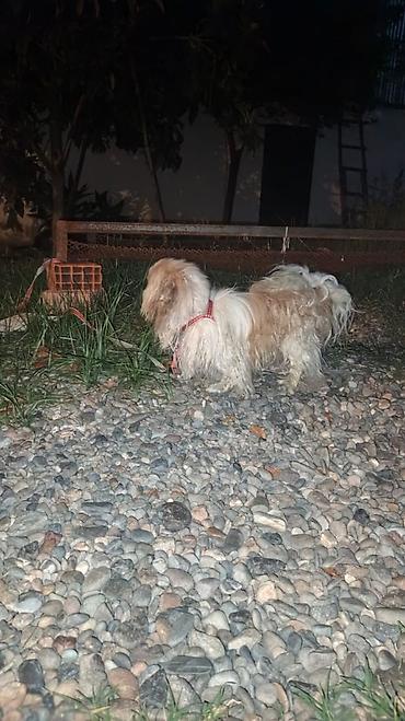 it satışı 2021: Pekines, 11 ay, Erkək, Peyvəndli, Ödənişli çatdırılma — 5