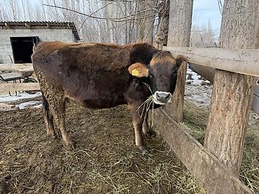 Коровы, быки: Продаю | Тёлка | На откорм | Племенные — 3