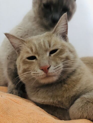 10 лет в одних руках: 1 жаш, Эркек, Кызгыл сары, Аргын, Лотокко барууга үйрөтүлгөн, Курттардан тазаланган