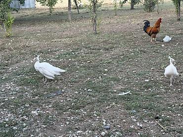 qus nomreleri: Tovuzquşu balaları - Ağcabədi rayonunda yerləşir. - cütü 150 azndir — 3