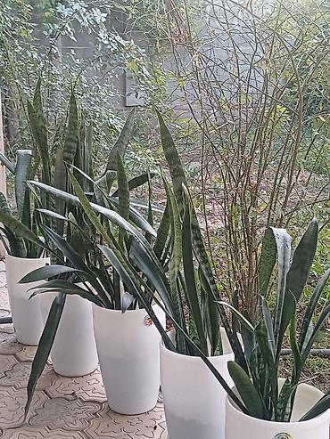 олеандр: Санcевиерия (Sansevieria, «щучий хвост») в высоких белых кашпо и — 1