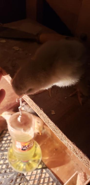 Куры, петухи: Продаю | Цыплята | Для разведения — 25