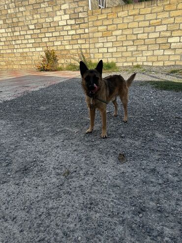 İtlər: Alman çoban iti, 1 ay, Erkek, Peyvəndli, Ödənişli çatdırılma — 12