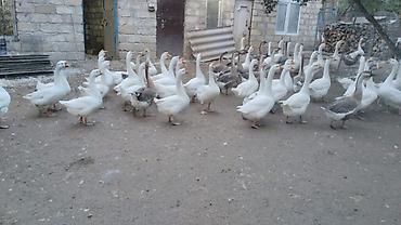 etibarlı ellere verilir: Qazlar — 2
