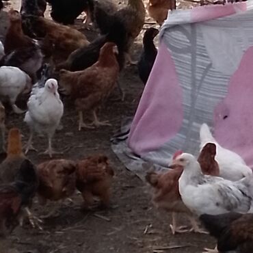ev quş: Куриные цыплята, Для мяса, Самовывоз, Платная доставка, Доставка в районы