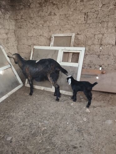 продаю коз: Продаю | Коза (самка), Козлёнок