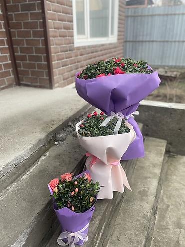 Антуриумы: Комнатные декоративные растения в горшках: - Антуриум (красные — 9