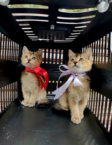 котенок в добрые руки: Шиншилла, Самец, Самка, Самовывоз, Платная доставка
