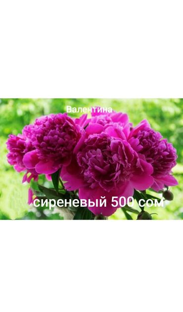 комнатные пионы купить: Саженцы цветка: Пионы, Самовывоз