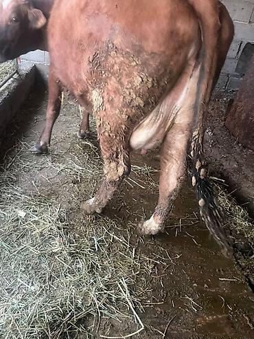 Коровы, быки: Продаю | Корова (самка) | Для молока — 13