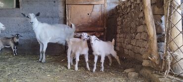 продаю козы: Продаю | Козлёнок | Зааненская | Для разведения, Для молока | Племенные