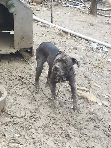 İtlər: Pitbul, 1 il, Erkək, Ödənişli çatdırılma — 1