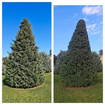 Ağaclar: Dejarativ 🌲 larin budanmasi həmsə yasil vitkilərin budanmasi kim — 11