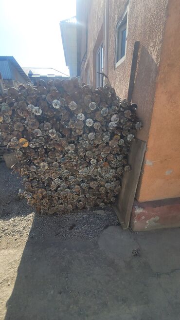 Аренда инструментов: Сдаётся аренду тайроты. дрек. подпорка. телескопические стойки 3 — 11