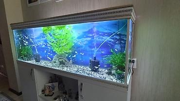 продажа аквариумных рыбок: Akvarium altlığıyla satılır. Uzunluğu 1m80 sm. Hündürlüyü 0.60sm.eni — 2