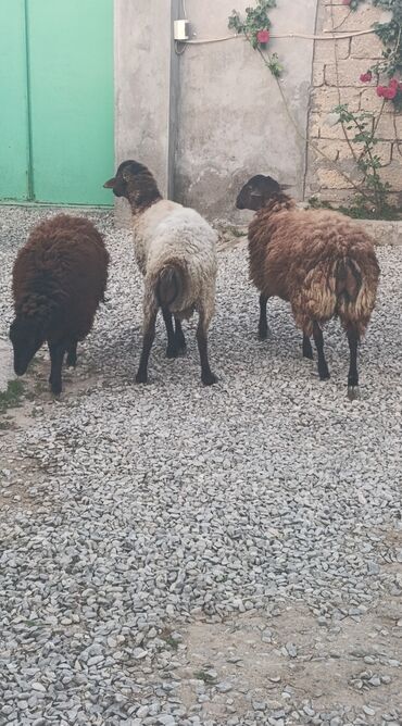 qoyun satisi: 3 baş qurbannig quzu satilir