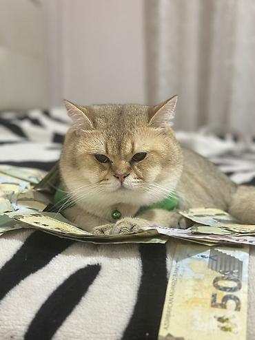 Pişiklər: Qızıl şinşilla, Erkək, Cütləşmə üçün, Rayonlara çatdırılma, Pulsuz çatdırılma, Ünvandan götürmə — 2