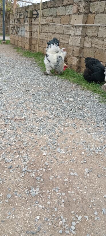 Toyuqlar: Brahma toyuqları – yumurtacı və ətlik iri cins 3 toyug 1 xoruz 280 m — 13