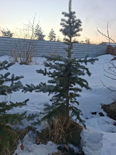 Декоративные деревья: Саженцы деревьев: Ели — 4