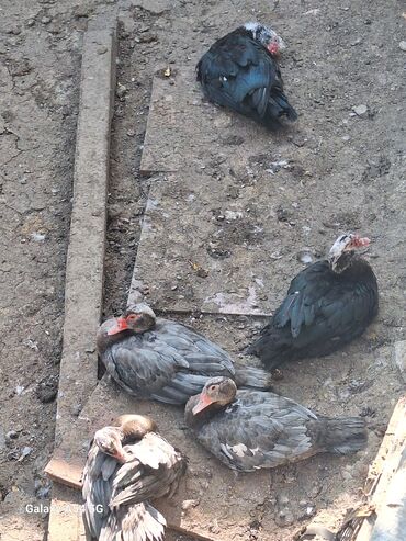 Toyuqlar: Təsərrüfat üçün müxtəlif ev quşları - Toyuqlar və xoruz: şəkillərdə — 5