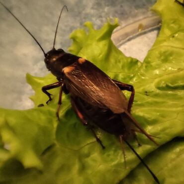 жанин цена бишкек: Сверчок двупятнистый (Gryllus Bimaculatus), кормовой объект. Идеальный